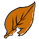 EK_Insect037