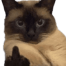 fu_cat