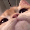 CB_peek_cat