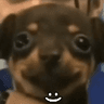 chocofeli