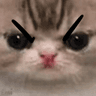 cat_enojado