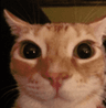 gatodemierda
