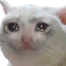 sadcat