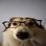 nerd_dog