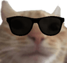 catCool