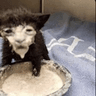 gatu