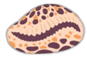 cowry