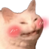 catblusd