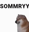 Dogesomrry