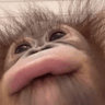 lipbite