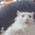 m_catsussy