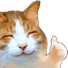 cat_thumbs_up