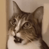 whatcat