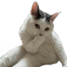 omg_cat