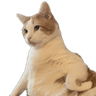 really_cat