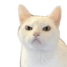 grumpy_cat