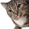 mlem_cat
