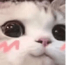 uwucat