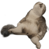 ugh_cat