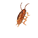 5846spinningroach