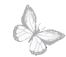 zwhite4