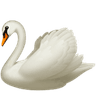 swan