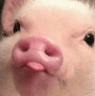 RC_PigBlep
