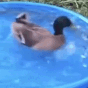 S_Duck_Spin