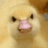S_DuckingMad