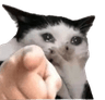 7193catsob