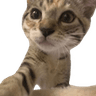 6504catselfie