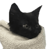 6504catblanket