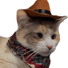 2774catcowboy
