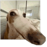 noseydawg
