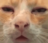 huhcat