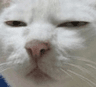 wthcat