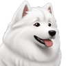 7873samoyed