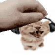 catpet