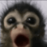 monkeh