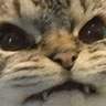 madcat