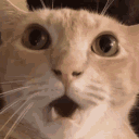 4535catshocked