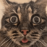 blep