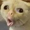 cat_ew