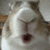 bunny_chew