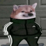 doge