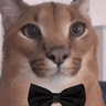 floppafancy
