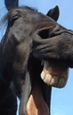horse