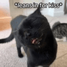 kiss_cat