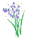 purple_flower_plant