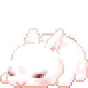 white_bunnycute